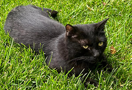 中央美术学院校区内神秘猫咪：岁月见证，年龄超越学子